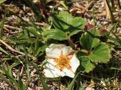 Frutilla silvestre (Fragaria chiloensis)