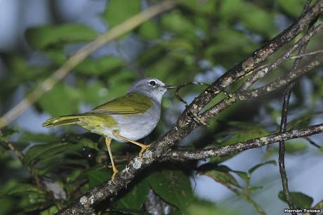 Arañero silbón (Myiothlypis leucoblephara)