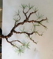 Cedro en cascada , de semilla a pre-bonsái