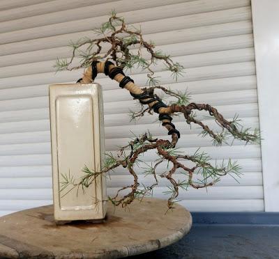 Cedro en cascada , de semilla a pre-bonsái