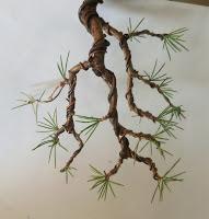 Cedro en cascada , de semilla a pre-bonsái