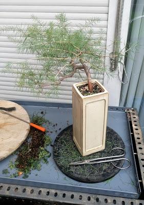 Cedro en cascada , de semilla a pre-bonsái
