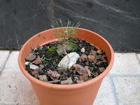 Cedro en cascada , de semilla a pre-bonsái