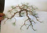 Cedro en cascada , de semilla a pre-bonsái