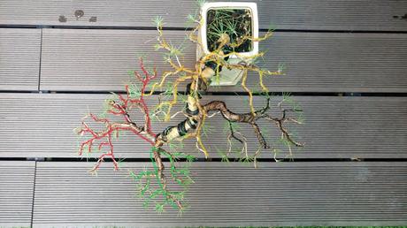 Cedro en cascada , de semilla a pre-bonsái