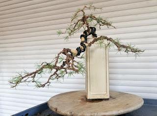 Cedro en cascada , de semilla a pre-bonsái