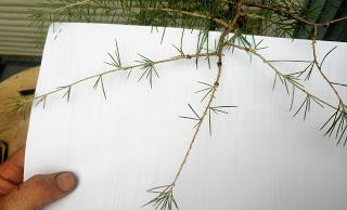 Cedro en cascada , de semilla a pre-bonsái