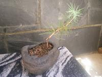 Cedro en cascada , de semilla a pre-bonsái