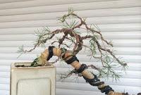 Cedro en cascada , de semilla a pre-bonsái