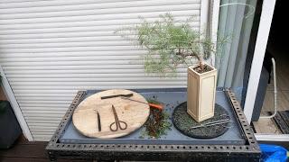 Cedro en cascada , de semilla a pre-bonsái