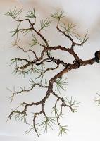 Cedro en cascada , de semilla a pre-bonsái