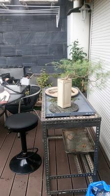 Cedro en cascada , de semilla a pre-bonsái