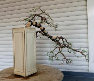 Cedro en cascada , de semilla a pre-bonsái