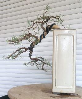 Cedro en cascada , de semilla a pre-bonsái