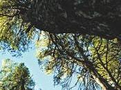 Reseña “Subsuelo” Marcelo Luján