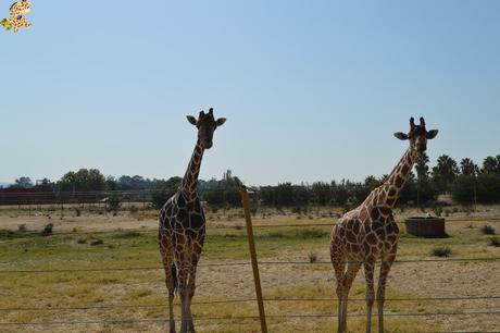Safari Madrid, de safari en España