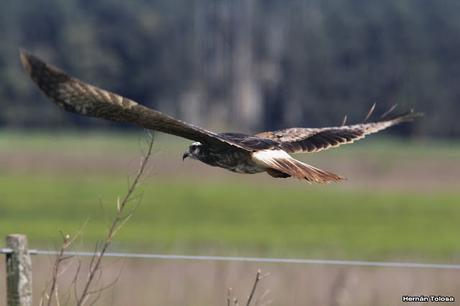 Juvenil de caracolero