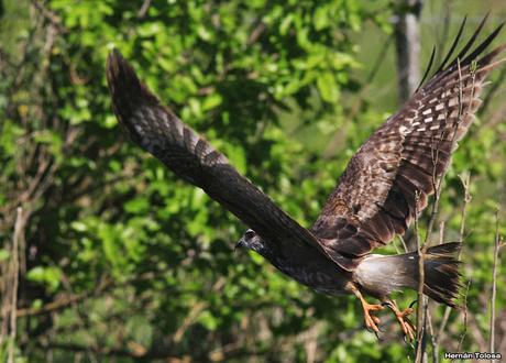 Juvenil de caracolero
