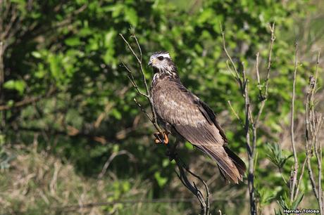 Juvenil de caracolero