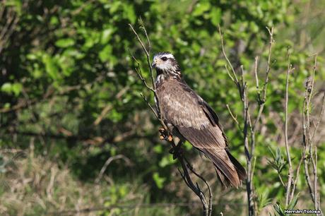 Juvenil de caracolero