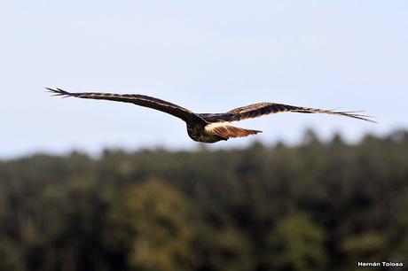 Juvenil de caracolero