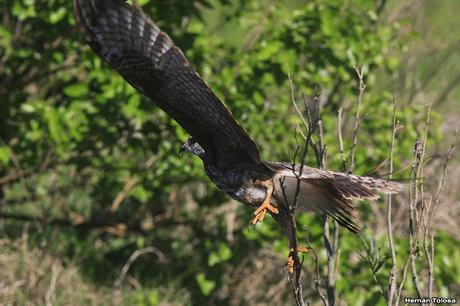 Juvenil de caracolero