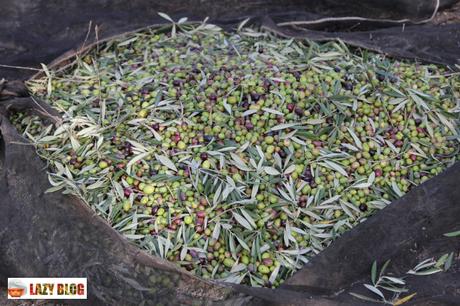 Rutas del aceite. Turismo gastronómico y oleoturismo en la provincia de Jaén