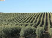 Rutas aceite. Turismo gastronómico oleoturismo provincia Jaén