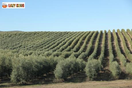 Rutas del aceite. Turismo gastronómico y oleoturismo en la provincia de Jaén