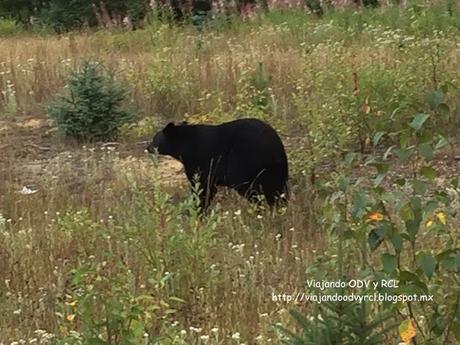 Wells Gray Provincial Park. Canada. Viajando ODV y RCL  http://viajandoodvyrcl.blogspot.mx