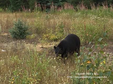 Wells Gray Provincial Park. Canada. Viajando ODV y RCL  http://viajandoodvyrcl.blogspot.mx