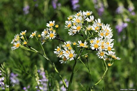 Reserva Natural Laguna de  San Vicente (noviembre 2016)
