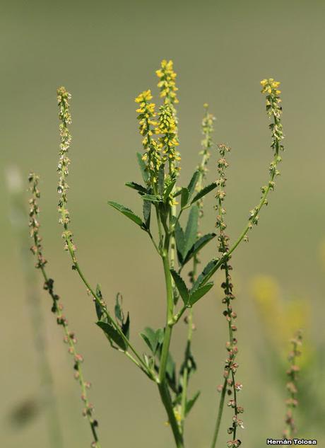 Reserva Natural Laguna de  San Vicente (noviembre 2016)