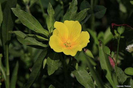 Reserva Natural Laguna de  San Vicente (noviembre 2016)