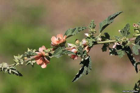 Reserva Natural Laguna de  San Vicente (noviembre 2016)