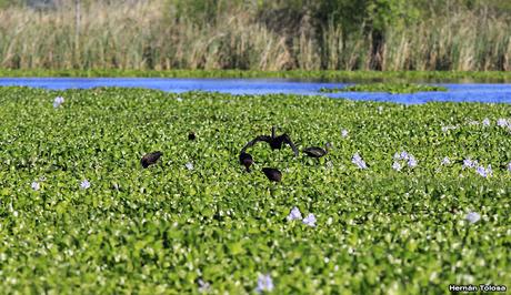 Reserva Natural Laguna de  San Vicente (noviembre 2016)