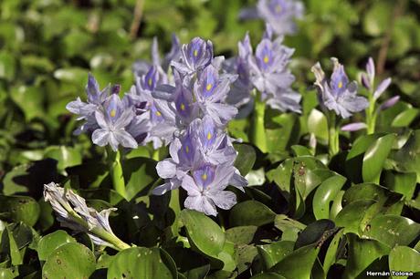 Reserva Natural Laguna de  San Vicente (noviembre 2016)