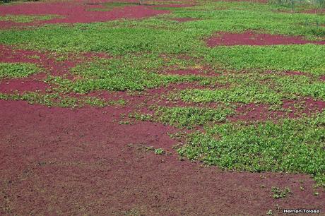 Reserva Natural Laguna de  San Vicente (noviembre 2016)