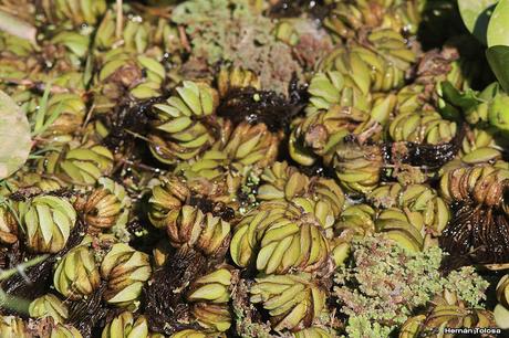 Reserva Natural Laguna de  San Vicente (noviembre 2016)