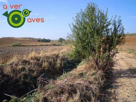 Las aves y los arroyos (secos) de Algete Las aves y los arroyos (secos) de Algete