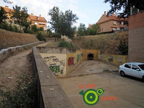 Las aves y los arroyos (secos) de Algete Las aves y los arroyos (secos) de Algete