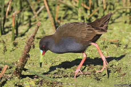 Desfile de gallineta