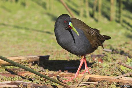Desfile de gallineta