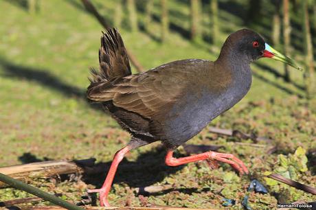 Desfile de gallineta