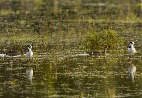 Tero real (Black-necked Stilt ) Himantopus mexicanus