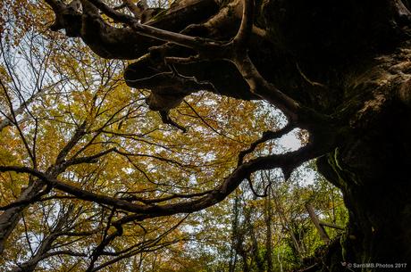 Bajo el gran árbol