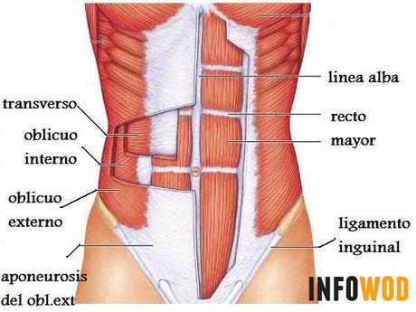 Abdomen: estética vs funcionalidad anatomia-abdomen
