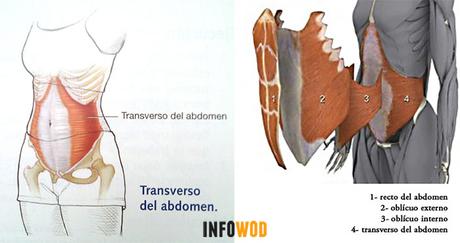 Abdomen: estética vs funcionalidad anatomia-abdomen-2