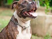 Consejos para Pitbull agresivo