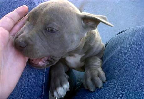 Cómo controlar la mordida de un Pitbull Cómo controlar la mordida de un Pitbull